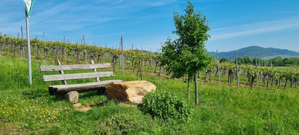 In Leinsweiler finden sich auf Wegen durch die Weinberge immer wieder ein lauschiges Plätzchen zur Rast.