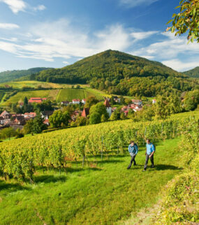 Pfälzer Weinsteig